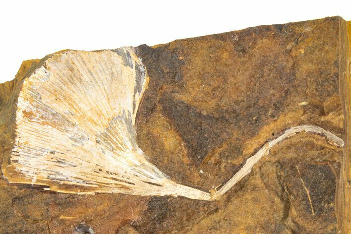 Fossil Ginkgo Leaf From North Dakota - Paleocene #189009